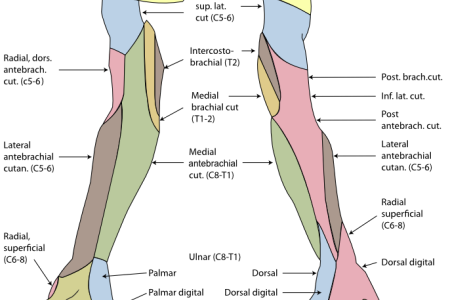 Motor-Nerve.png